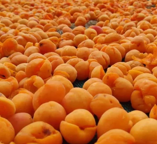 Kashmiri Apricots